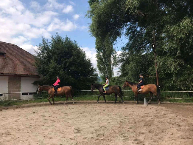 Dvůr Borčice | Letní dětské jezdecké tábory, jezdecká škola a chov koní - Liberec