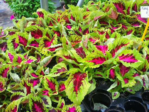 Florist «Westland Florist & Greenhouse», reviews and photos, 34235 Ford Rd, Westland, MI 48185, USA