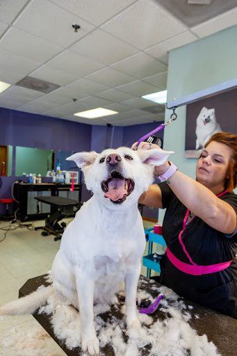 Pet Groomer «Hair Of The Dog», reviews and photos, 10850 W Laraway Rd STE 3E, Frankfort, IL 60423, USA