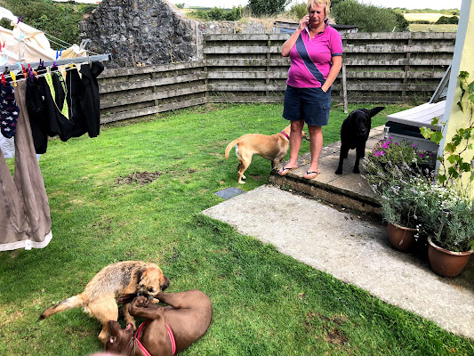 Cornish Canine Capers