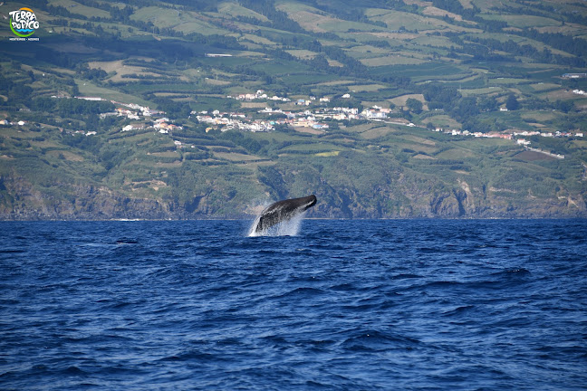 Comentários e avaliações sobre o Terra do Pico, Whale Watching in Azores