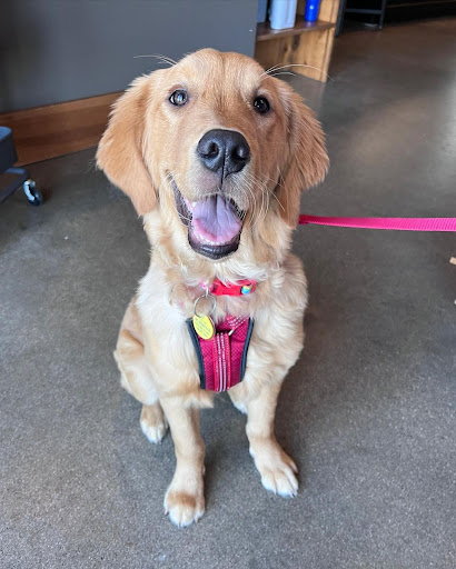 Pet Store «Shop Dog Boutique», reviews and photos, 5015 S Western Ave, Sioux Falls, SD 57108, USA