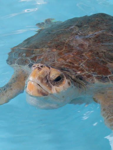 Science Museum «Marine Science Center», reviews and photos, 100 Lighthouse Dr, Ponce Inlet, FL 32127, USA
