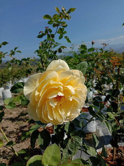 สวนกุหลาบพร้าว (Phrao Roses)