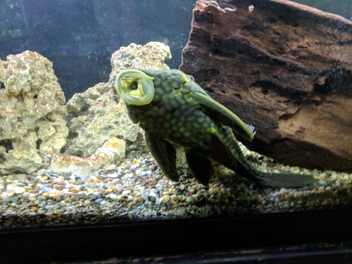 Tropical Fish Store «The Fish Store», reviews and photos, 2050 Chamblee Tucker Rd, Chamblee, GA 30341, USA