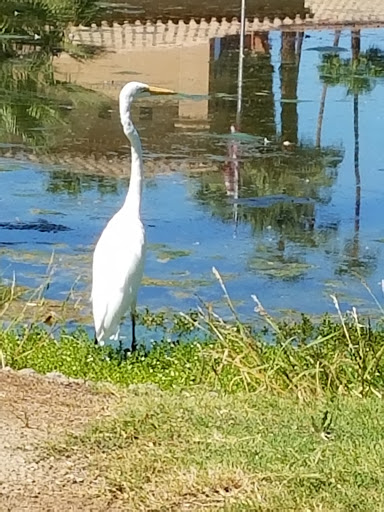 Country Club «Indian Palms Country Club & Resort», reviews and photos, 48630 Monroe St, Indio, CA 92201, USA