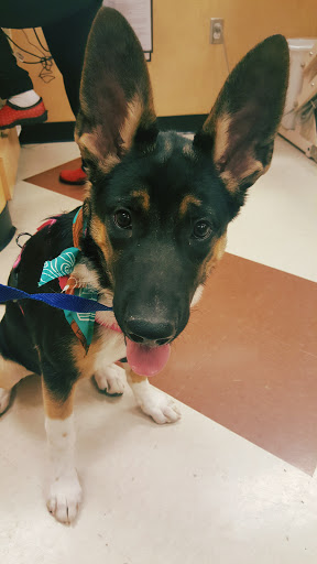 Pet Supply Store «PetSmart», reviews and photos, 10625 N Oracle Rd, Oro Valley, AZ 85737, USA