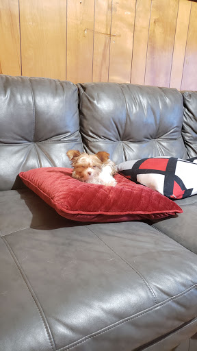 Pet Supply Store «PetSmart», reviews and photos, 4400 Fort Jackson Blvd #300, Columbia, SC 29209, USA