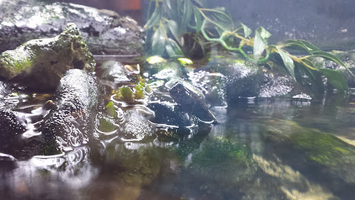 Science Museum «Orlando Science Center», reviews and photos, 777 E Princeton St, Orlando, FL 32803, USA