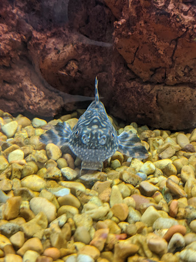 Pet Supply Store «Petco Animal Supplies», reviews and photos, 9230 Old Keene Mill Rd b, Burke, VA 22015, USA