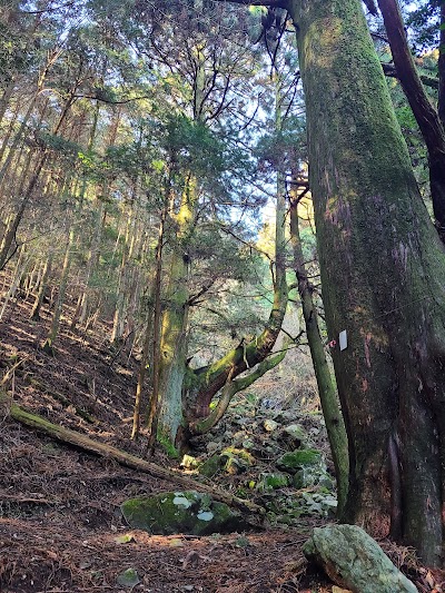 三本杉