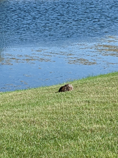 Golf Club «Whisper Creek Golf Course», reviews and photos, 12840 Del Webb Blvd, Huntley, IL 60142, USA