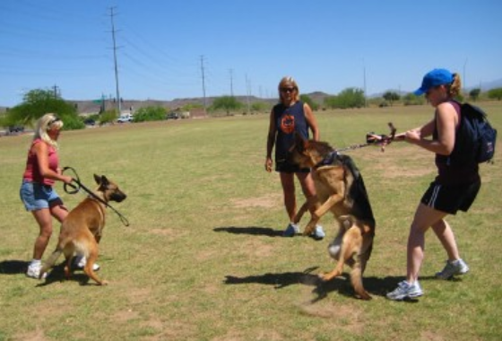 Hundeschule & Hundehalter Coach - Wettingen