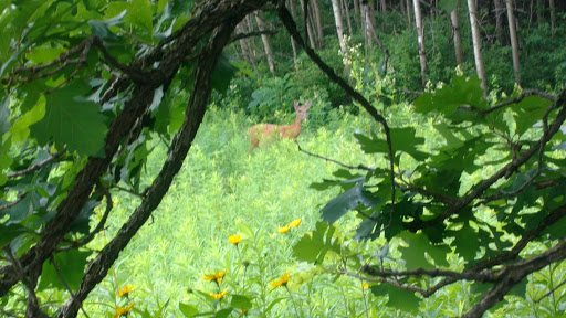 Golf Course «Theodore Wirth Golf Course», reviews and photos, 1301 Theodore Wirth Pkwy, Minneapolis, MN 55422, USA