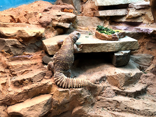 Aquarium «Georgia Aquarium», reviews and photos, 225 Baker St NW, Atlanta, GA 30313, USA