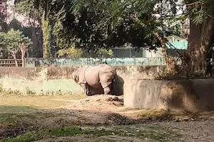 Indian One Horned Rhinoceros zone image