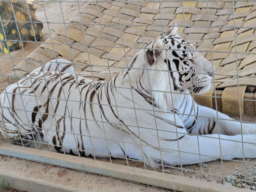 Ranch «Sharkarosa Wildlife Ranch», reviews and photos, 11670 Massey Rd, Pilot Point, TX 76258, USA