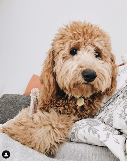 Pet Supply Store «PetSmart», reviews and photos, 5521 Mirage St, Yorba Linda, CA 92887, USA