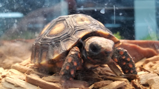 Reptile Store «LLLReptile & Supply Las Vegas», reviews and photos, 8450 W Sahara Ave #105, Las Vegas, NV 89117, USA