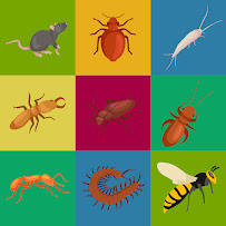 All About Pest Solutions