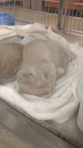 Pet Supply Store «PetSmart», reviews and photos, 8500 N Evanston Ave, Kansas City, MO 64157, USA