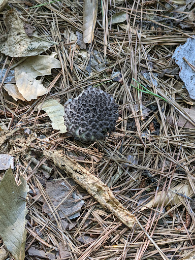 State Park «Natchez Trace State Park», reviews and photos, 24845 Natchez Trace Rd, Wildersville, TN 38388, USA