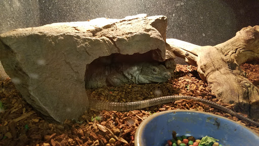 Pet Store «Exotic Pets», reviews and photos, 2410 N Decatur Blvd #160, Las Vegas, NV 89108, USA