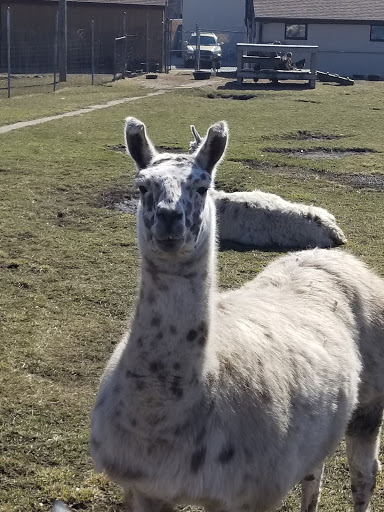 Pet Store «Animal Feeds & Needs», reviews and photos, 401 W Golf Rd, Arlington Heights, IL 60005, USA