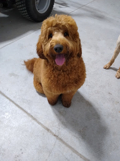 Pet Supply Store «Petco Animal Supplies», reviews and photos, 2095 N Harris Blvd, Layton, UT 84041, USA