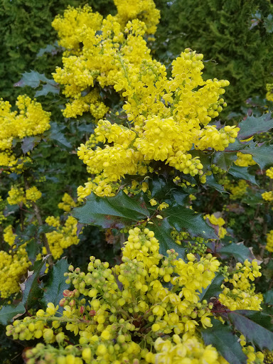 Park «Orchard Park», reviews and photos, 20900 NW Amberwood Dr, Hillsboro, OR 97124, USA