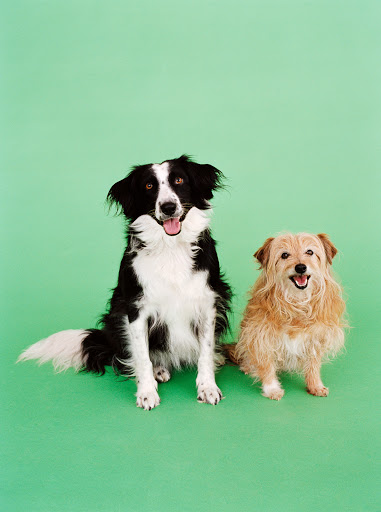 Pet Store «PetSaver Healthy Pet Superstore (Brighton Location)», reviews and photos, 2947 Monroe Ave, Rochester, NY 14618, USA