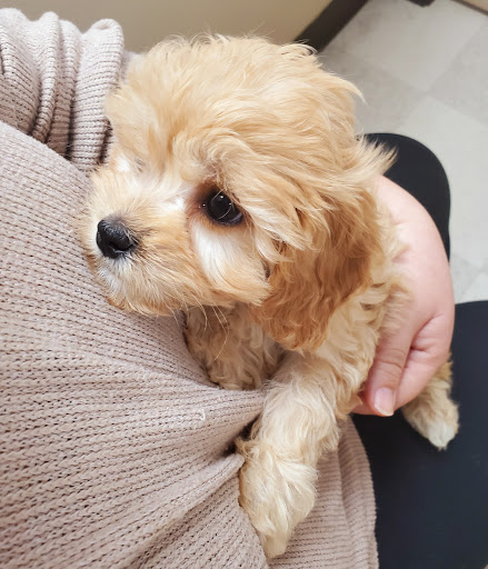 Pet Store «Petland», reviews and photos, 7030 Bandera Rd, San Antonio, TX 78238, USA