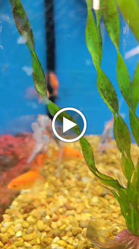 Pet Supply Store «Petco Animal Supplies», reviews and photos, 251 W Lee Hwy #617, Warrenton, VA 20186, USA