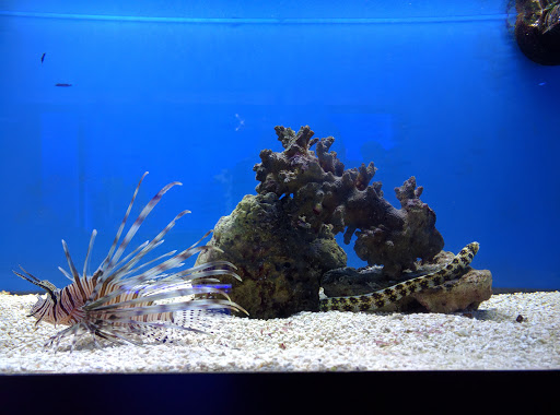 Tropical Fish Store «Tropi-Quatics Pet Center», reviews and photos, 337 S Main St, Lombard, IL 60148, USA