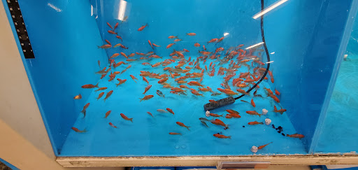 Pet Supply Store «PetSmart», reviews and photos, 10900 W Jefferson Blvd, Culver City, CA 90230, USA