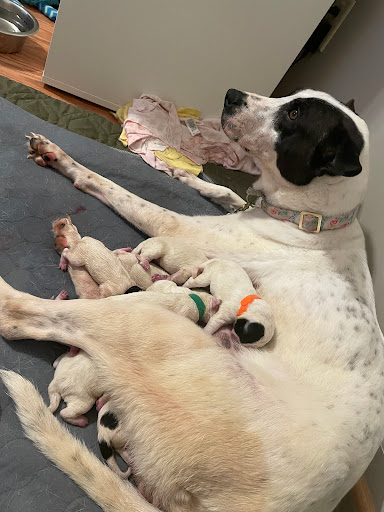 1635 GA-42, McDonough, GA 30253, USA