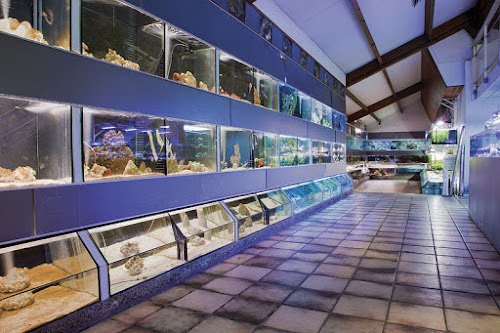 attractions Aquariums Nguyen Kingersheim