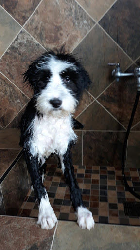 Pet Supply Store «Pet Valu», reviews and photos, 1525 Genntown Dr, Lebanon, OH 45036, USA