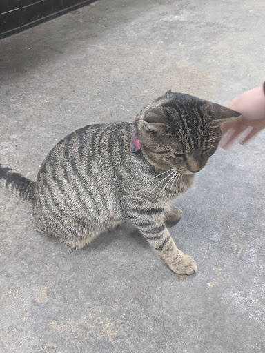 Pet Supply Store «Buckles Feed Depot & Pet Supply», reviews and photos, 220 S 4th St, Lafayette, IN 47901, USA