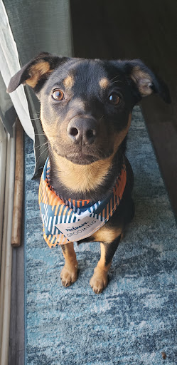 Pet Supply Store «PetSmart», reviews and photos, 4465 US-14, Crystal Lake, IL 60014, USA