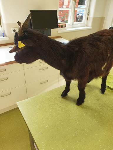 Tierärztliche Gemeinschaftspraxis Rodewald - Dorfstraße unter Rodewald, 
