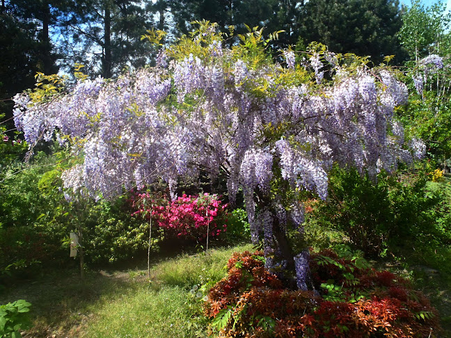 Szkółka Drzew i Krzewów Botanik Zofia i Jarosław Olszewscy