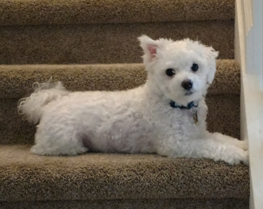 Pet Store «Woof Gang Bakery & Grooming Orlando», reviews and photos, 5012 Dr Phillips Blvd, Orlando, FL 32819, USA