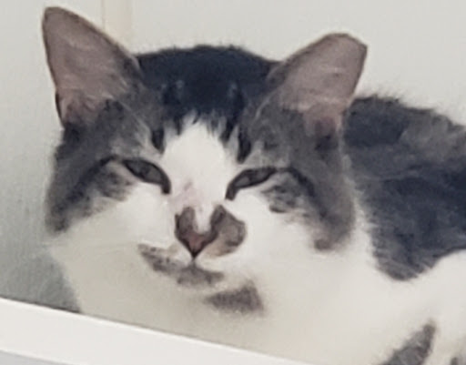 Animal Shelter «Heritage Humane Society», reviews and photos