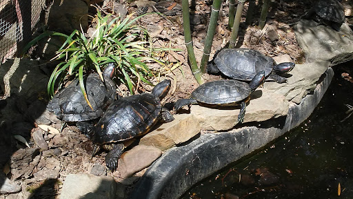 Zoo «3 Palms Zoo & Education Center», reviews and photos, 924 Blackbird Forest Rd, Clayton, DE 19938, USA