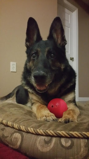 Pet Supply Store «PetSmart», reviews and photos, 601 Centerview Blvd, Kissimmee, FL 34741, USA