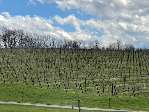 Winery «Black Ankle Vineyards», reviews and photos, 14463 Black Ankle Rd, Mt Airy, MD 21771, USA
