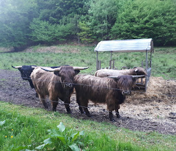 Dörrwiese photo