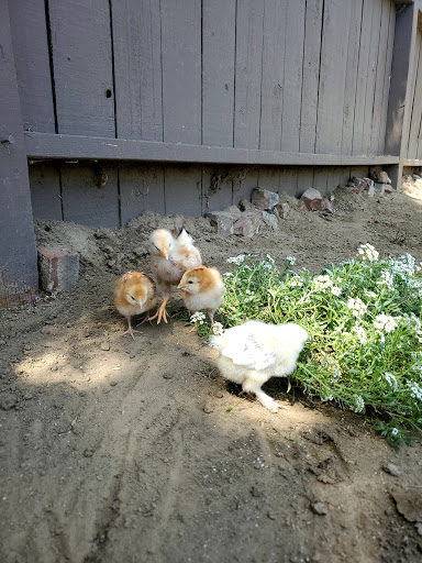 Pet Store «Kahoots Feed & Pet Store», reviews and photos, 16851 Van Buren Blvd, Riverside, CA 92504, USA