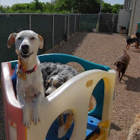 Hip Hounds - Photo 9 - Car repair in Round Rock, TX, Round Rock